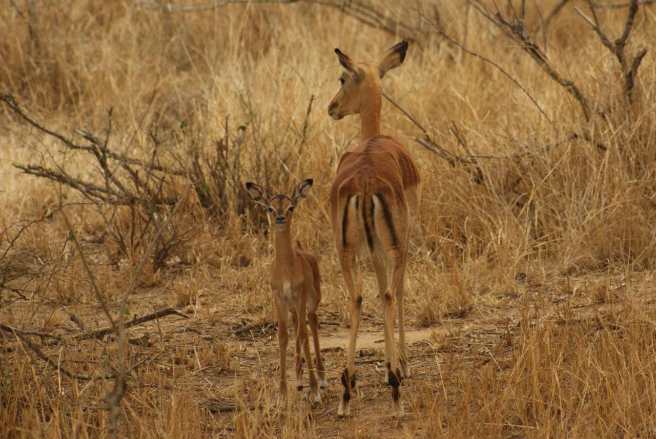 Mountain View Safari Lodge Hoedspruit Εξωτερικό φωτογραφία